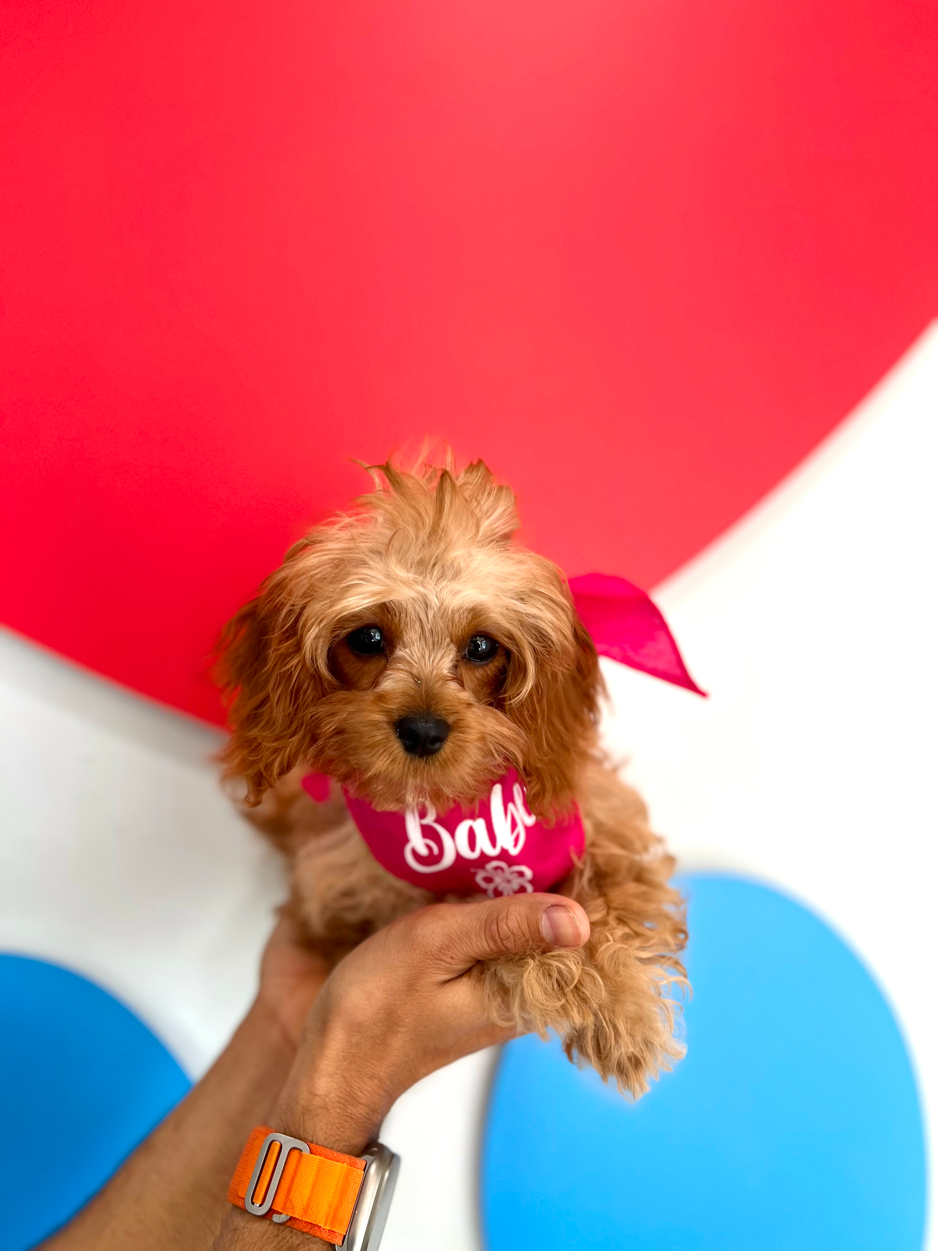 Cute Cavapoo Poodle Mix Pup