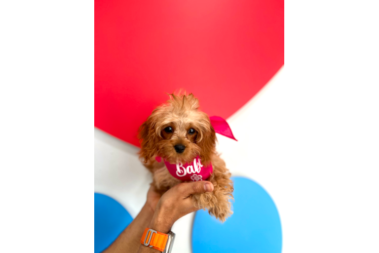 Cute Cavapoo Poodle Mix Pup