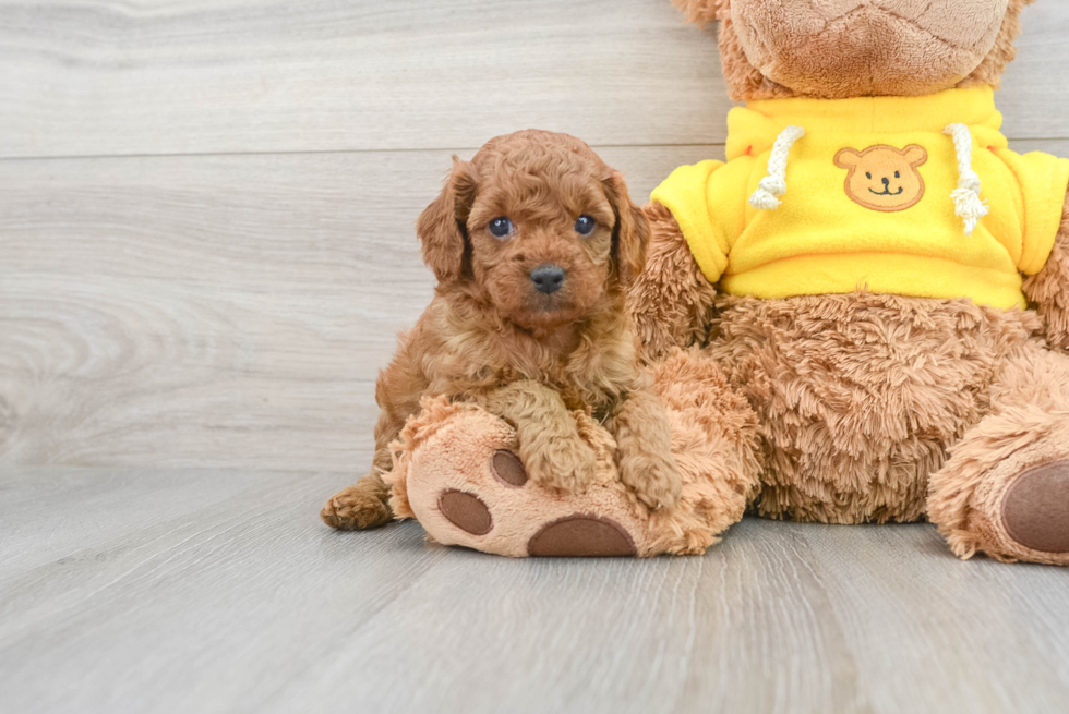 Fluffy Cavapoo Poodle Mix Pup