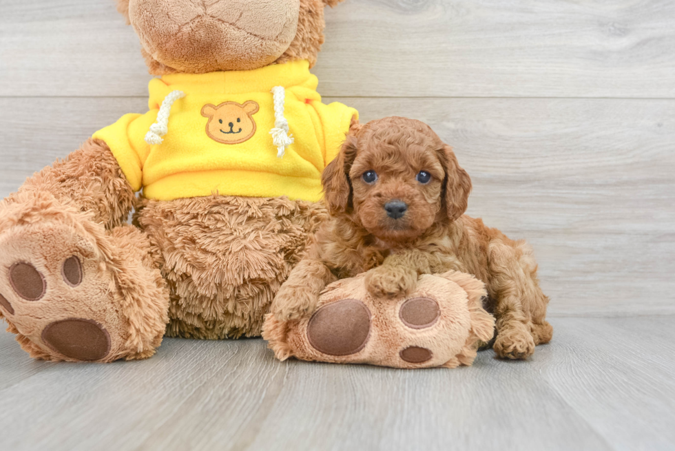 Best Cavapoo Baby