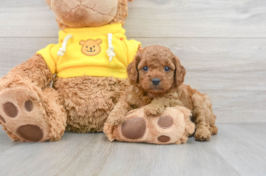 Best Cavapoo Baby