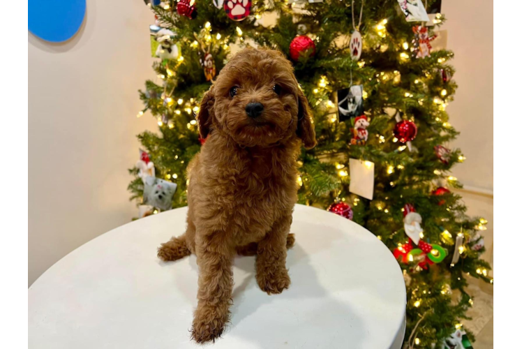 Cute Cavapoo Poodle Mix Pup