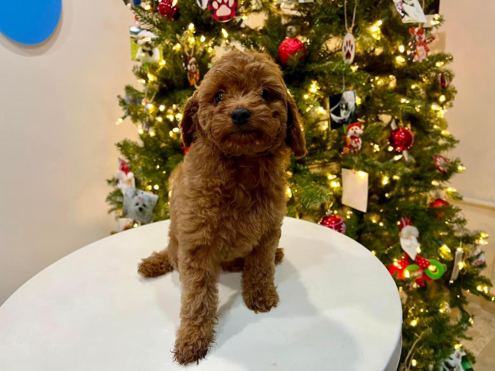 Cute Cavapoo Poodle Mix Pup