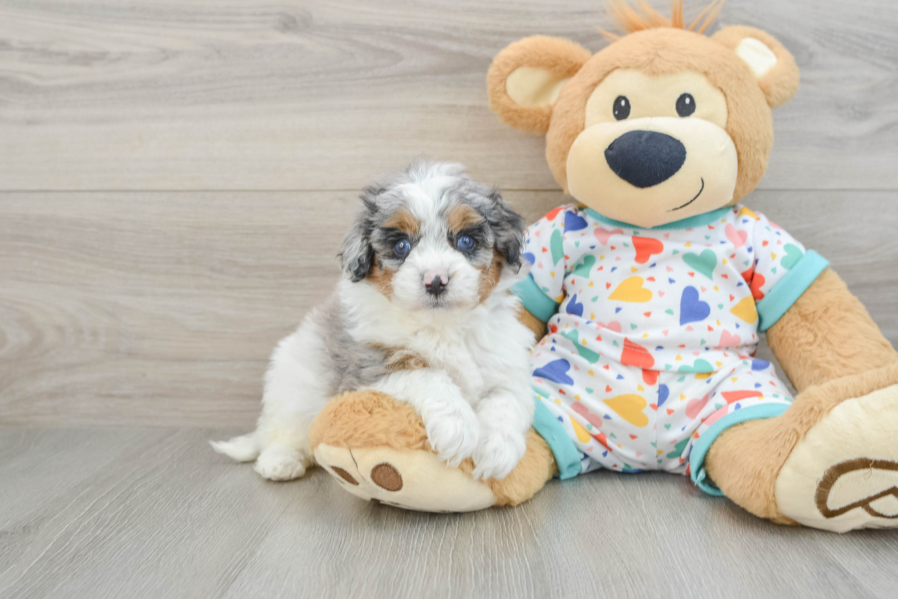 Funny Cavapoo Poodle Mix Pup