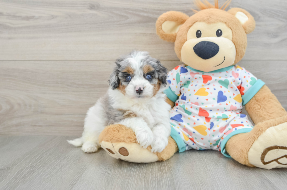 5 week old Cavapoo Puppy For Sale - Puppy Love PR