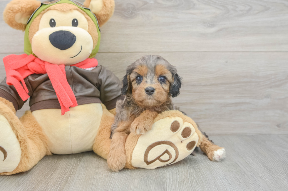 6 week old Cavapoo Puppy For Sale - Puppy Love PR