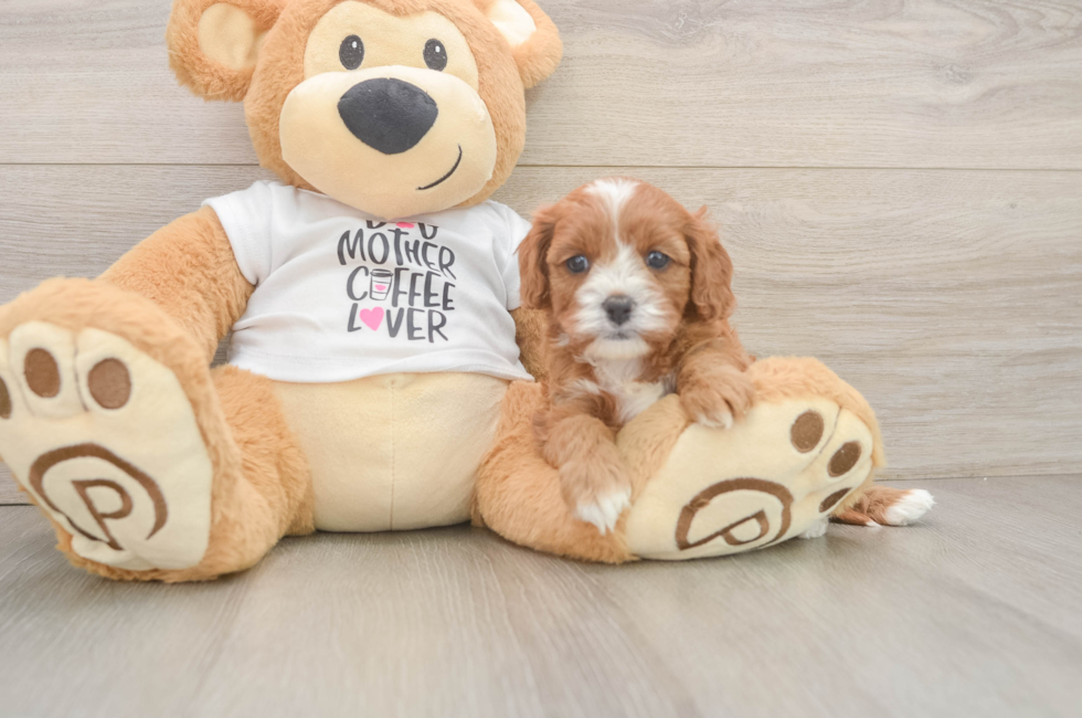5 week old Cavapoo Puppy For Sale - Puppy Love PR