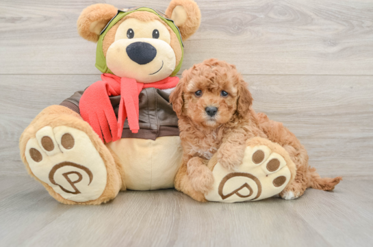 Playful Cavapoodle Poodle Mix Puppy