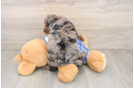 Happy Cavapoo Baby