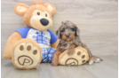 Petite Cavapoo Poodle Mix Pup