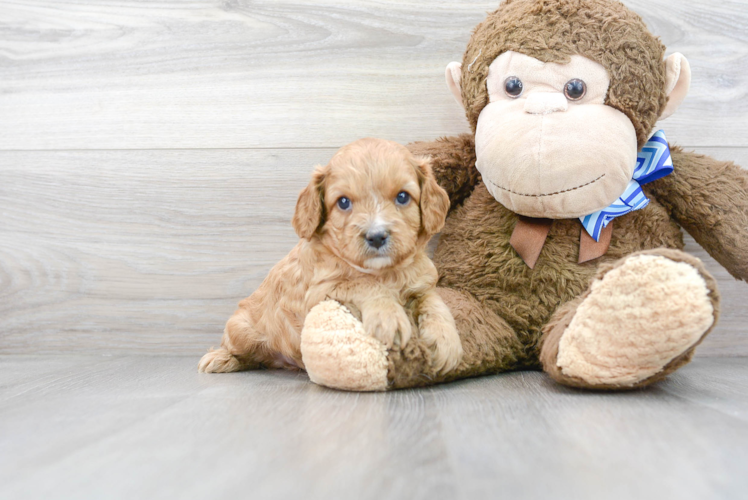 Cute Cavapoo Baby