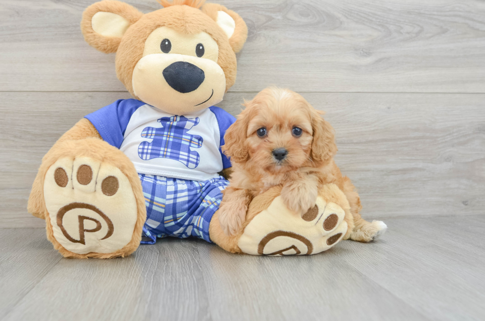 6 week old Cavapoo Puppy For Sale - Puppy Love PR