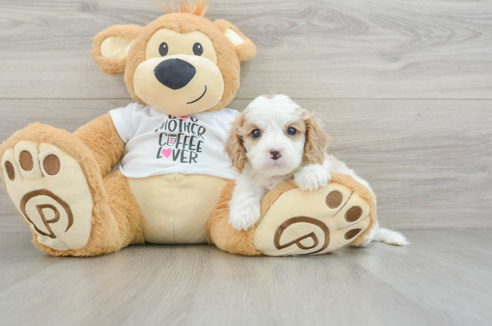 5 week old Cavapoo Puppy For Sale - Puppy Love PR