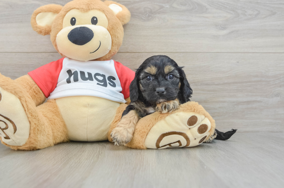 8 week old Cavapoo Puppy For Sale - Puppy Love PR