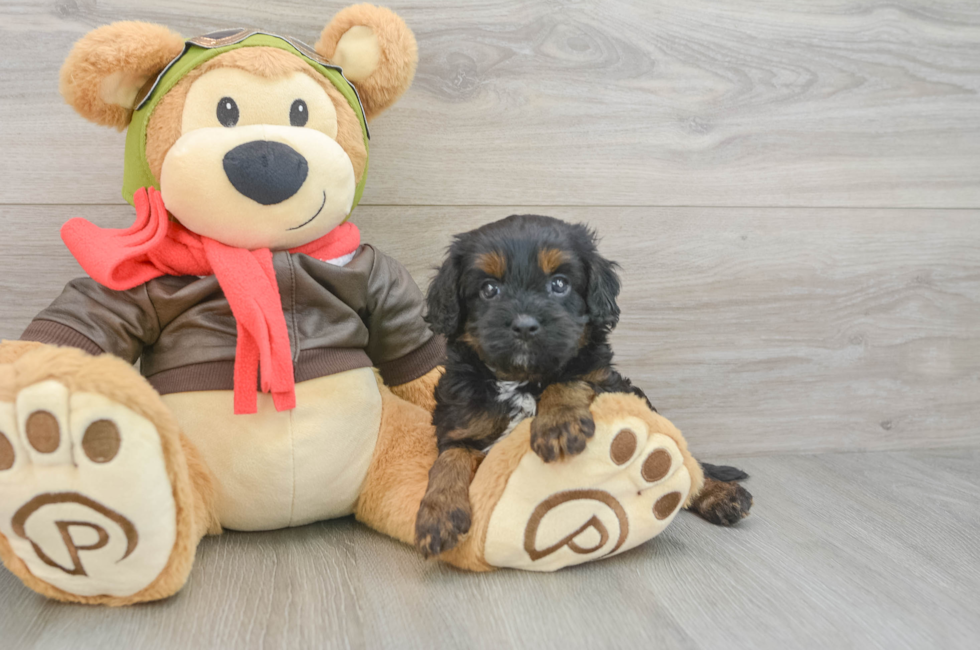 6 week old Cavapoo Puppy For Sale - Puppy Love PR