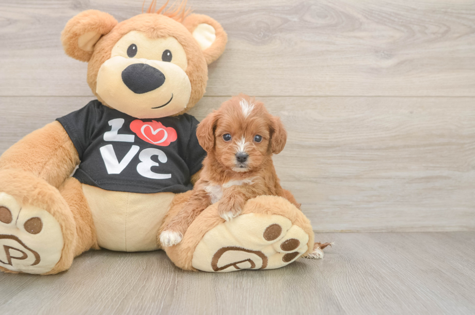 5 week old Cavapoo Puppy For Sale - Puppy Love PR