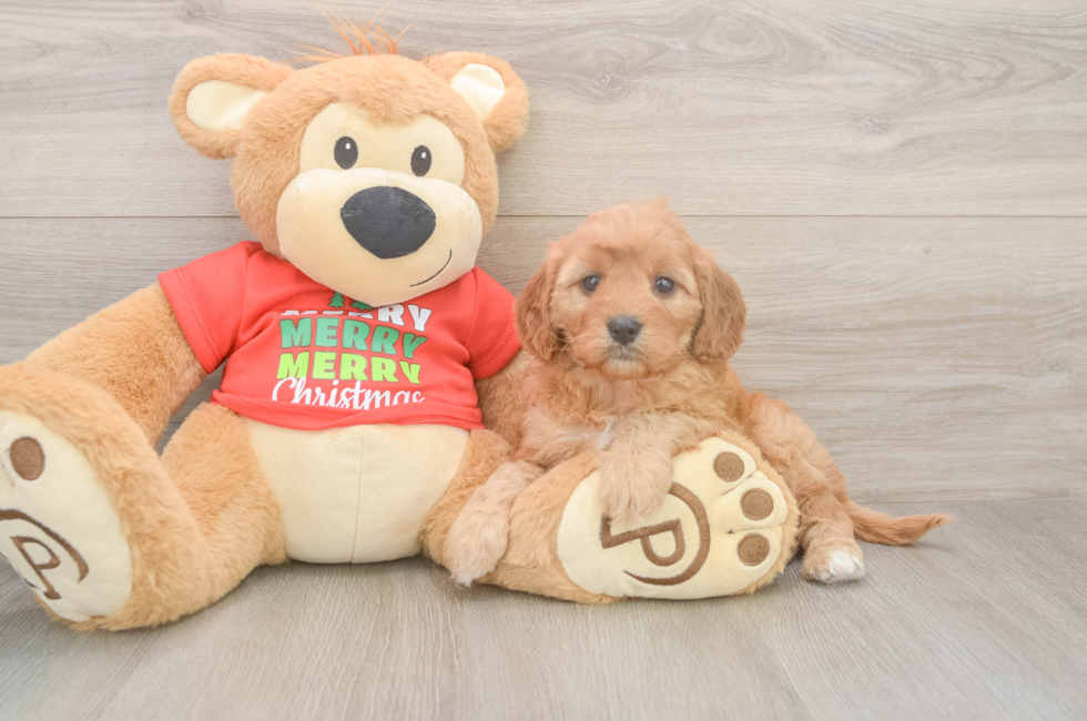 6 week old Cavapoo Puppy For Sale - Puppy Love PR