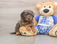7 week old Cavapoo Puppy For Sale - Puppy Love PR