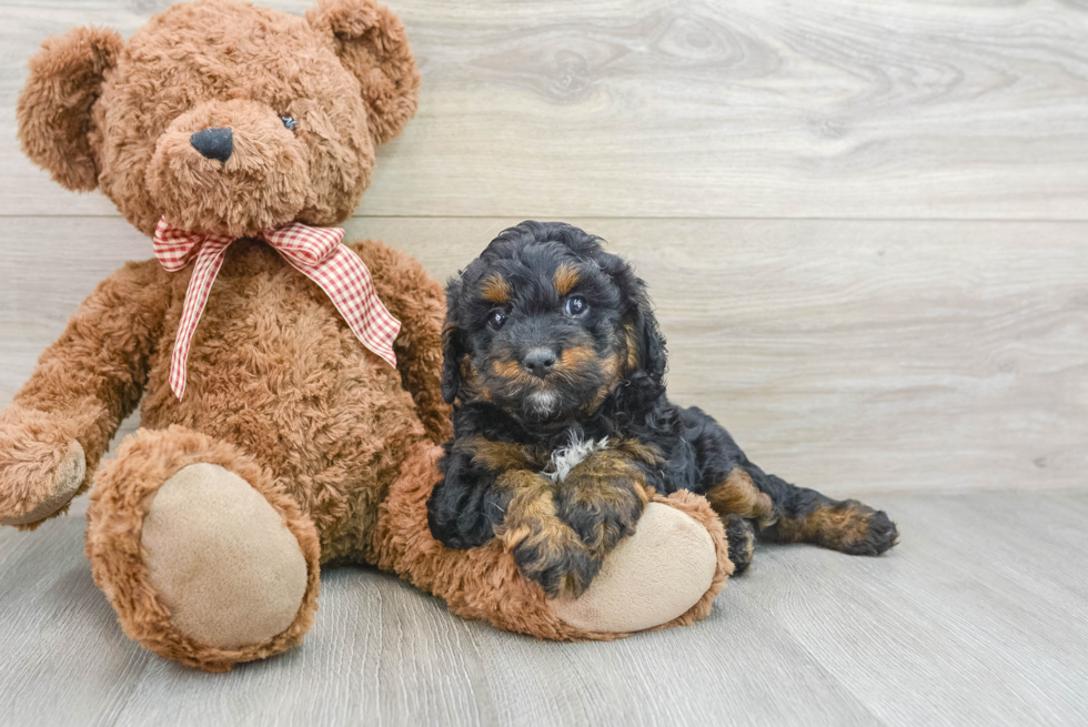 Best Cavapoo Baby