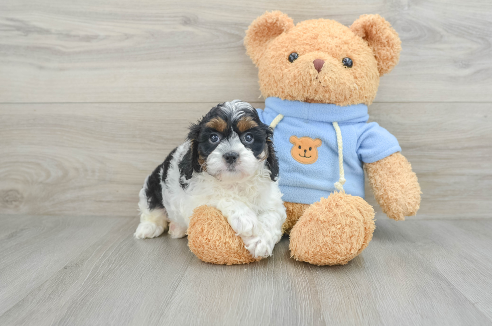 9 week old Cavapoo Puppy For Sale - Puppy Love PR