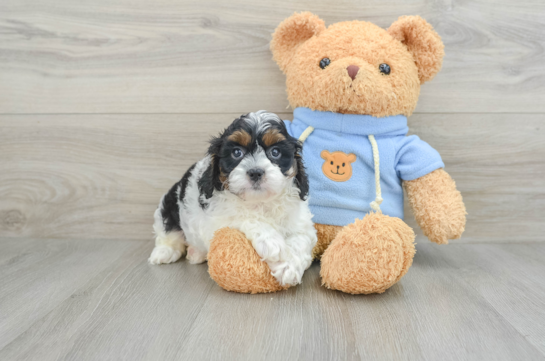 Best Cavapoo Baby