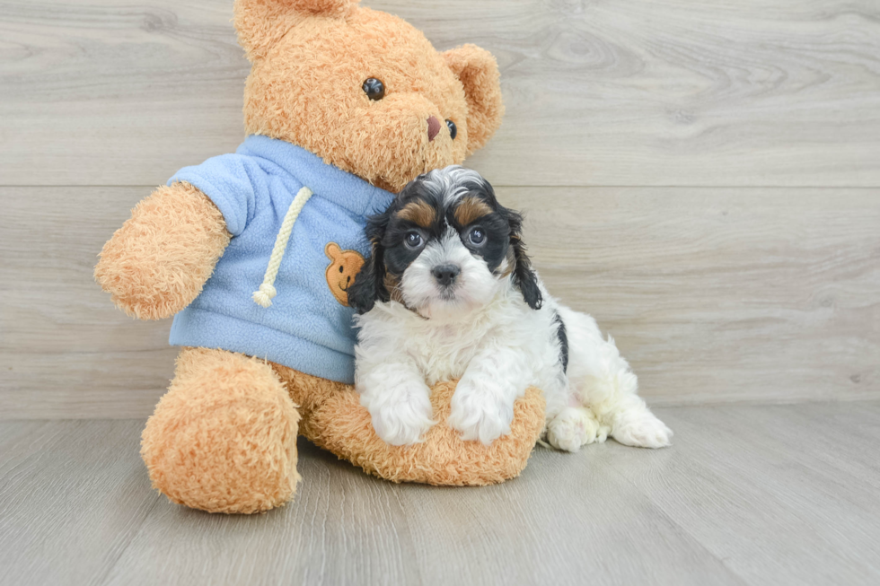 Playful Cavapoodle Poodle Mix Puppy