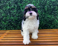 10 week old Cavapoo Puppy For Sale - Puppy Love PR