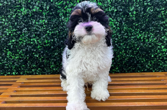 Cavapoo Puppy for Adoption