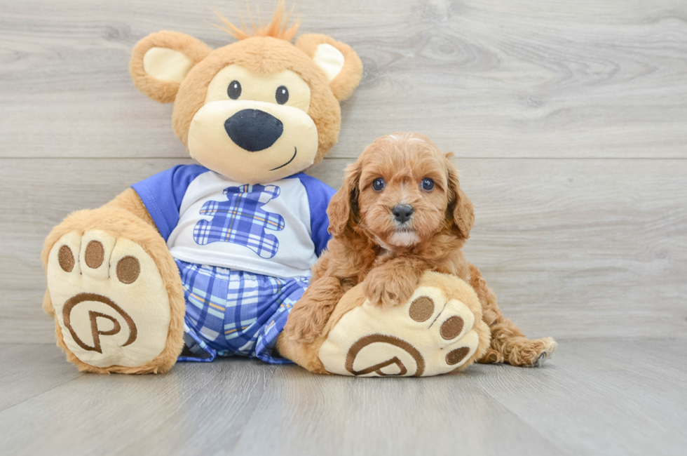 6 week old Cavapoo Puppy For Sale - Puppy Love PR