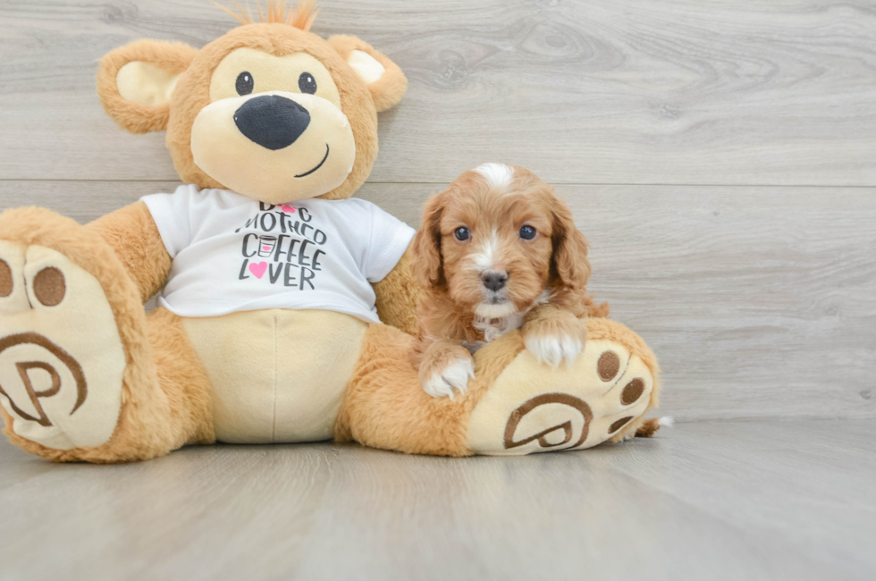 5 week old Cavapoo Puppy For Sale - Puppy Love PR