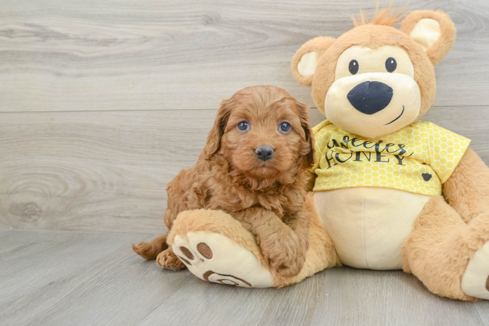 Cavapoo Puppy for Adoption