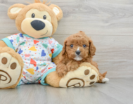 8 week old Cavapoo Puppy For Sale - Puppy Love PR