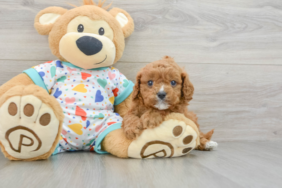 Cavapoo Pup Being Cute