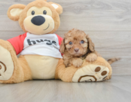 8 week old Cavapoo Puppy For Sale - Puppy Love PR