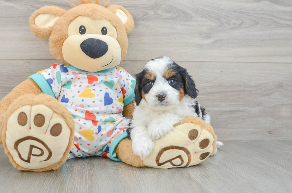 5 week old Cavapoo Puppy For Sale - Puppy Love PR