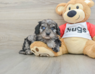 9 week old Cavapoo Puppy For Sale - Puppy Love PR