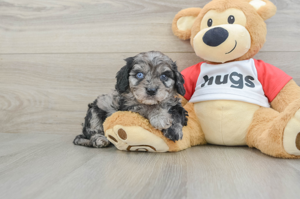 8 week old Cavapoo Puppy For Sale - Puppy Love PR
