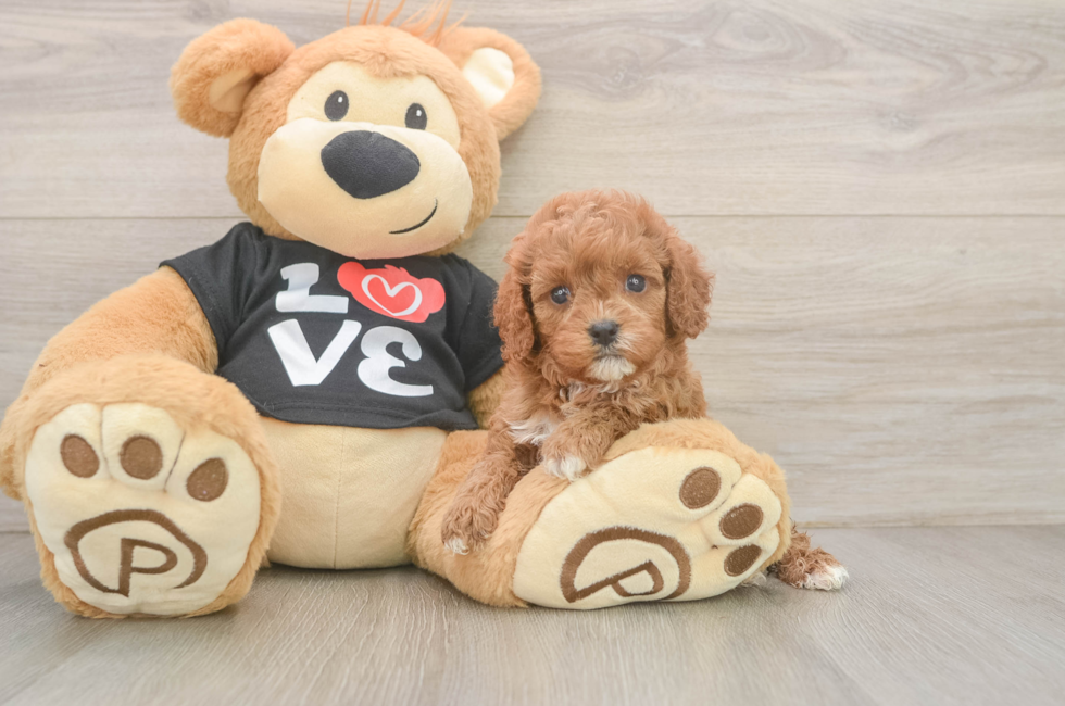 5 week old Cavapoo Puppy For Sale - Puppy Love PR