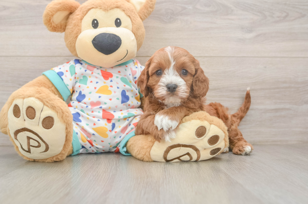 6 week old Cavapoo Puppy For Sale - Puppy Love PR