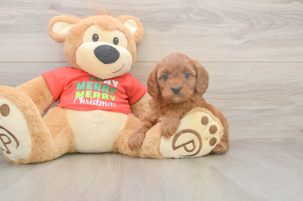 6 week old Cavapoo Puppy For Sale - Puppy Love PR