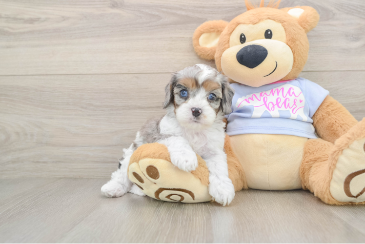 Popular Cavapoo Poodle Mix Pup