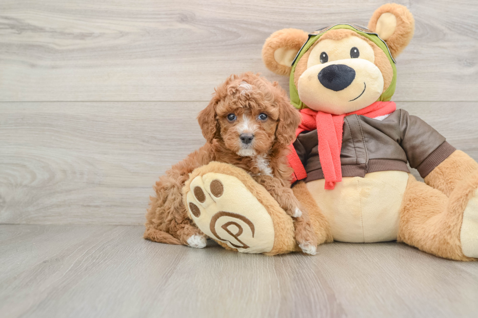 Small Cavapoo Baby