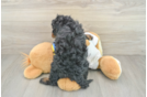 Cavapoo Puppy for Adoption