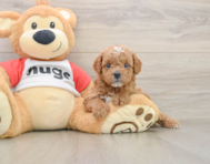 8 week old Cavapoo Puppy For Sale - Puppy Love PR