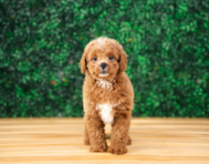 9 week old Cavapoo Puppy For Sale - Puppy Love PR