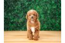 Cavapoo Puppy for Adoption