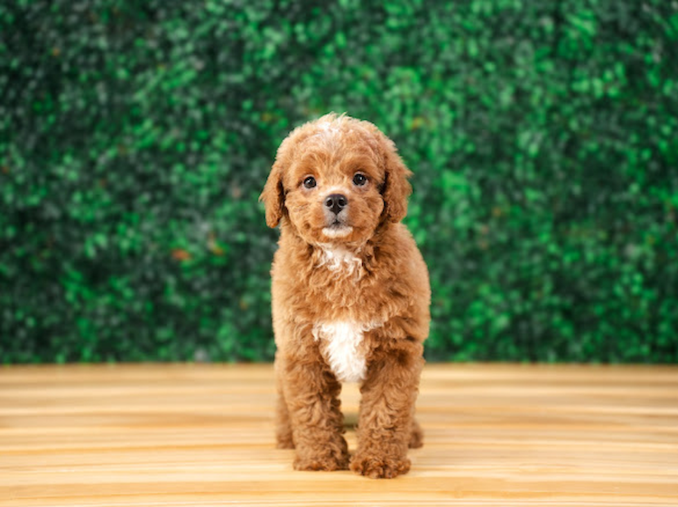 Cavapoo Puppy for Adoption