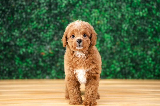Cavapoo Puppy for Adoption