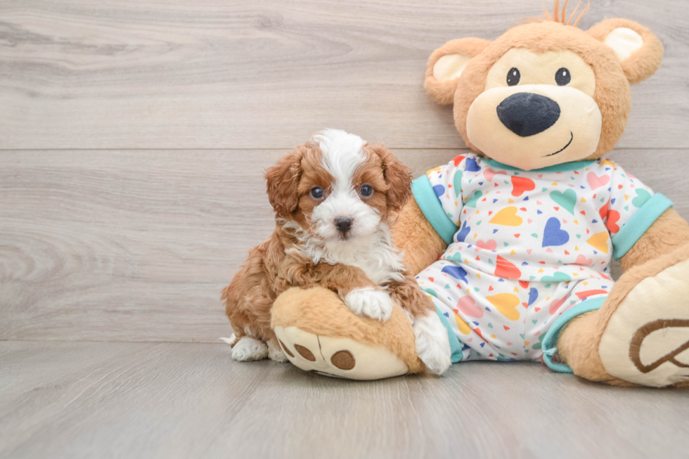 Fluffy Cavapoo Poodle Mix Pup