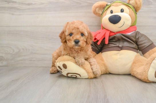Cavapoo Pup Being Cute